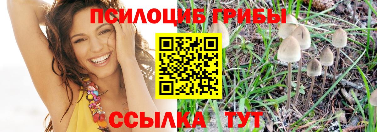 Псилоцибиновые грибы Psilocybe Минеральные Воды